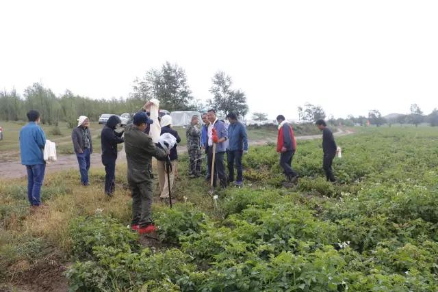 1505790890545599.jpg 薯來寶1.jpg