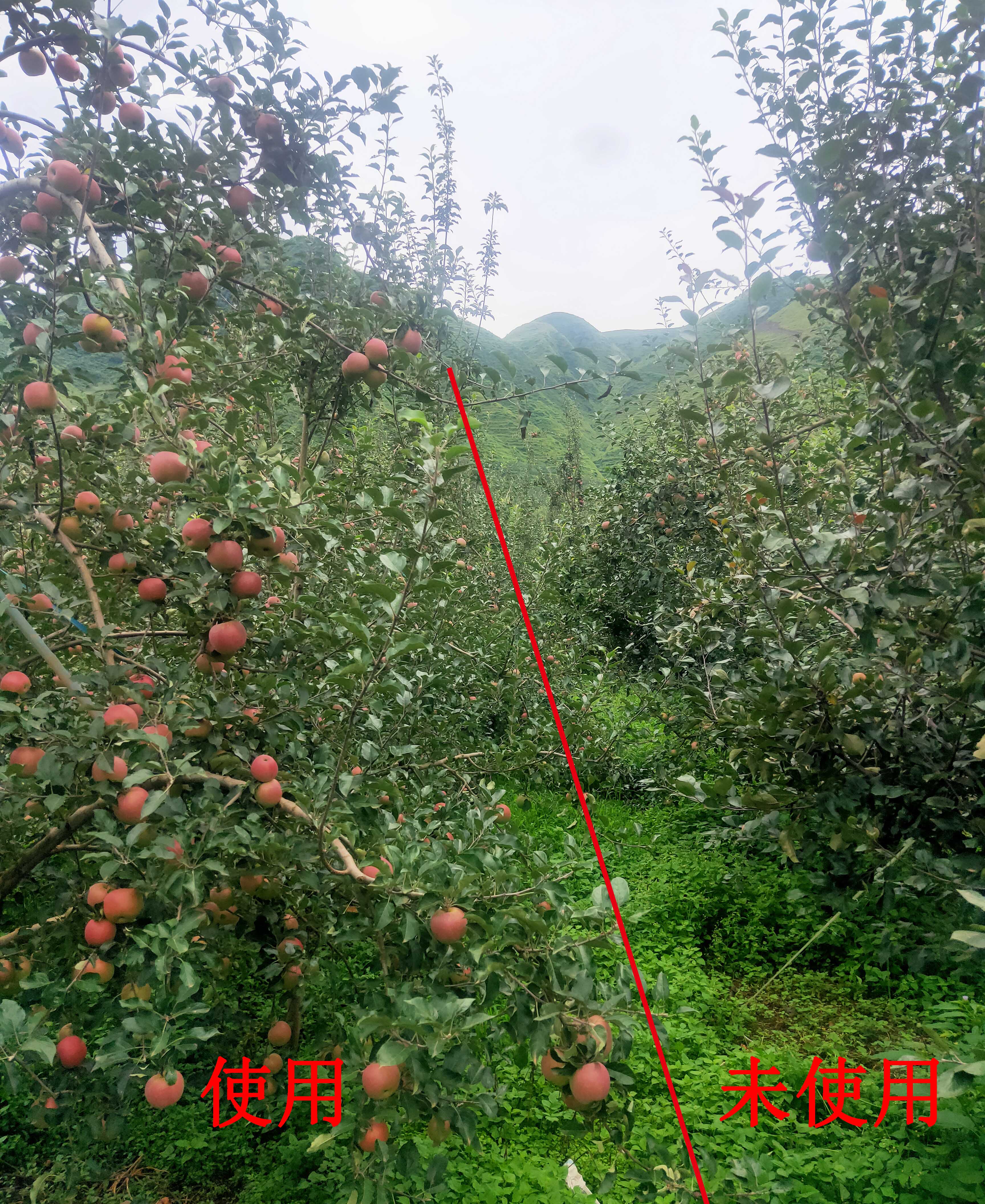 1598498566943474.jpg 對比3.jpg