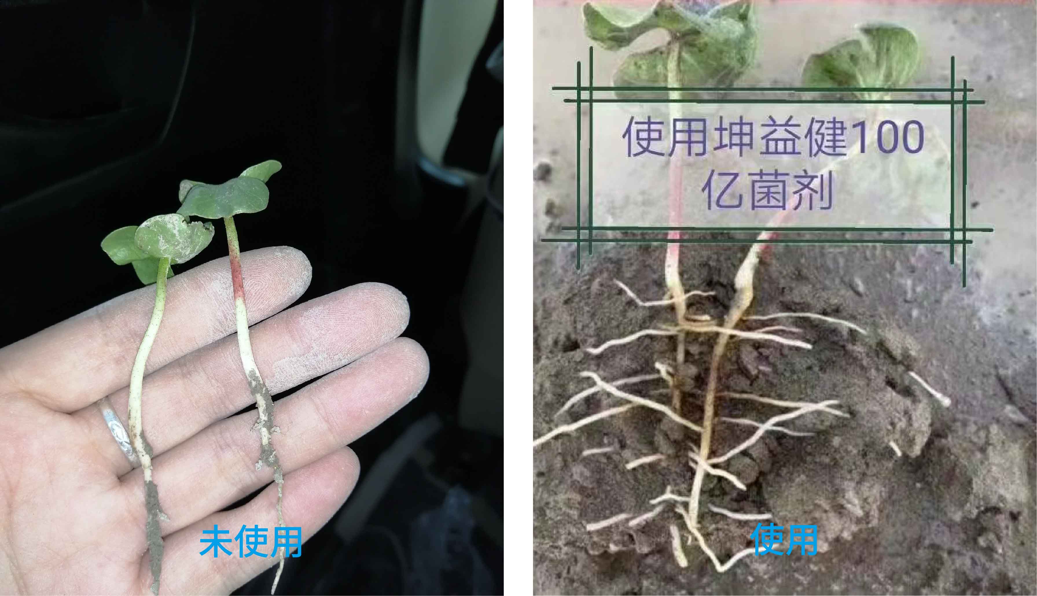 1627003408159846.jpg 棉花3-01-01.jpg