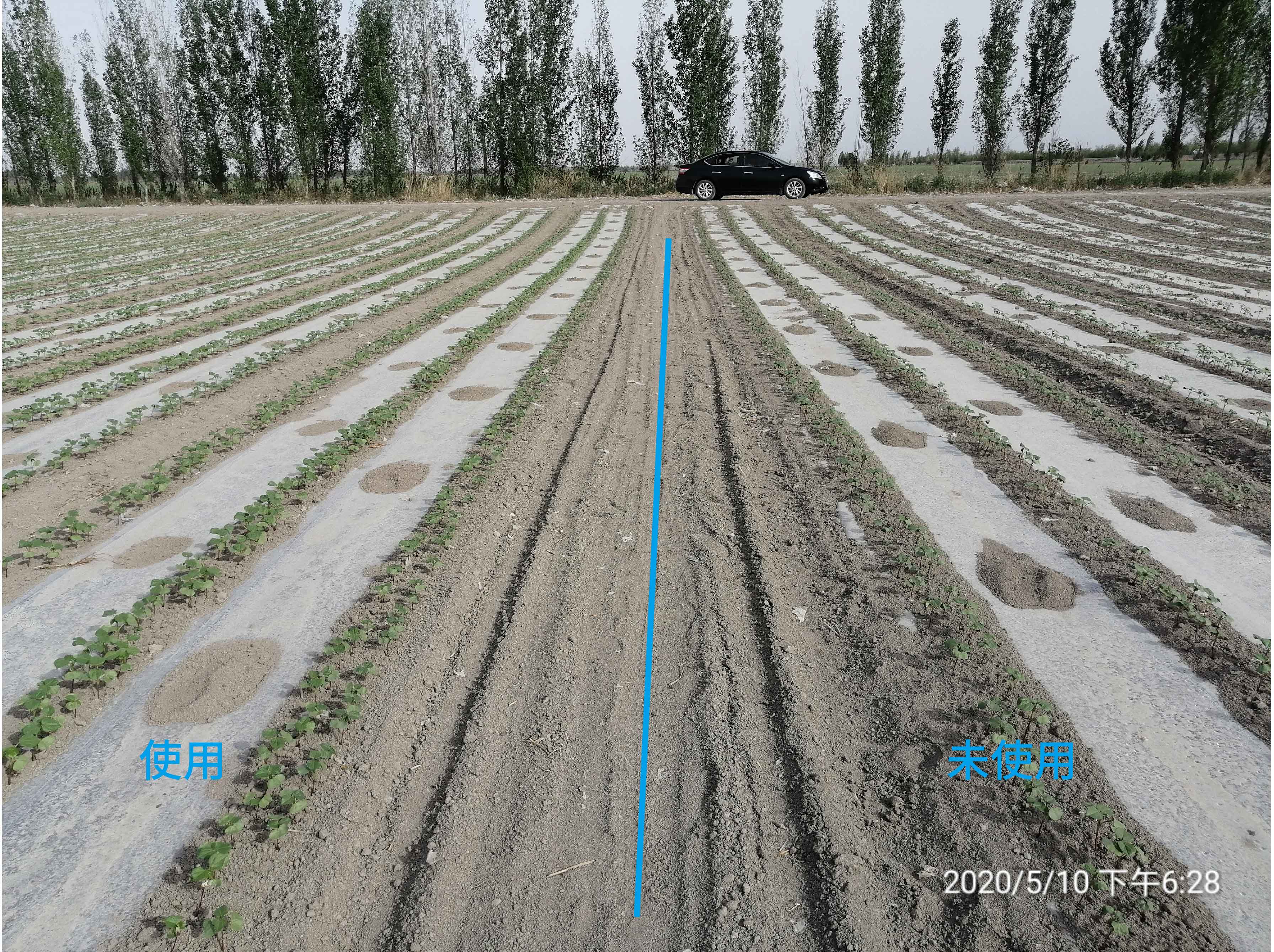 1627003481899286.jpg 棉花2-01.jpg