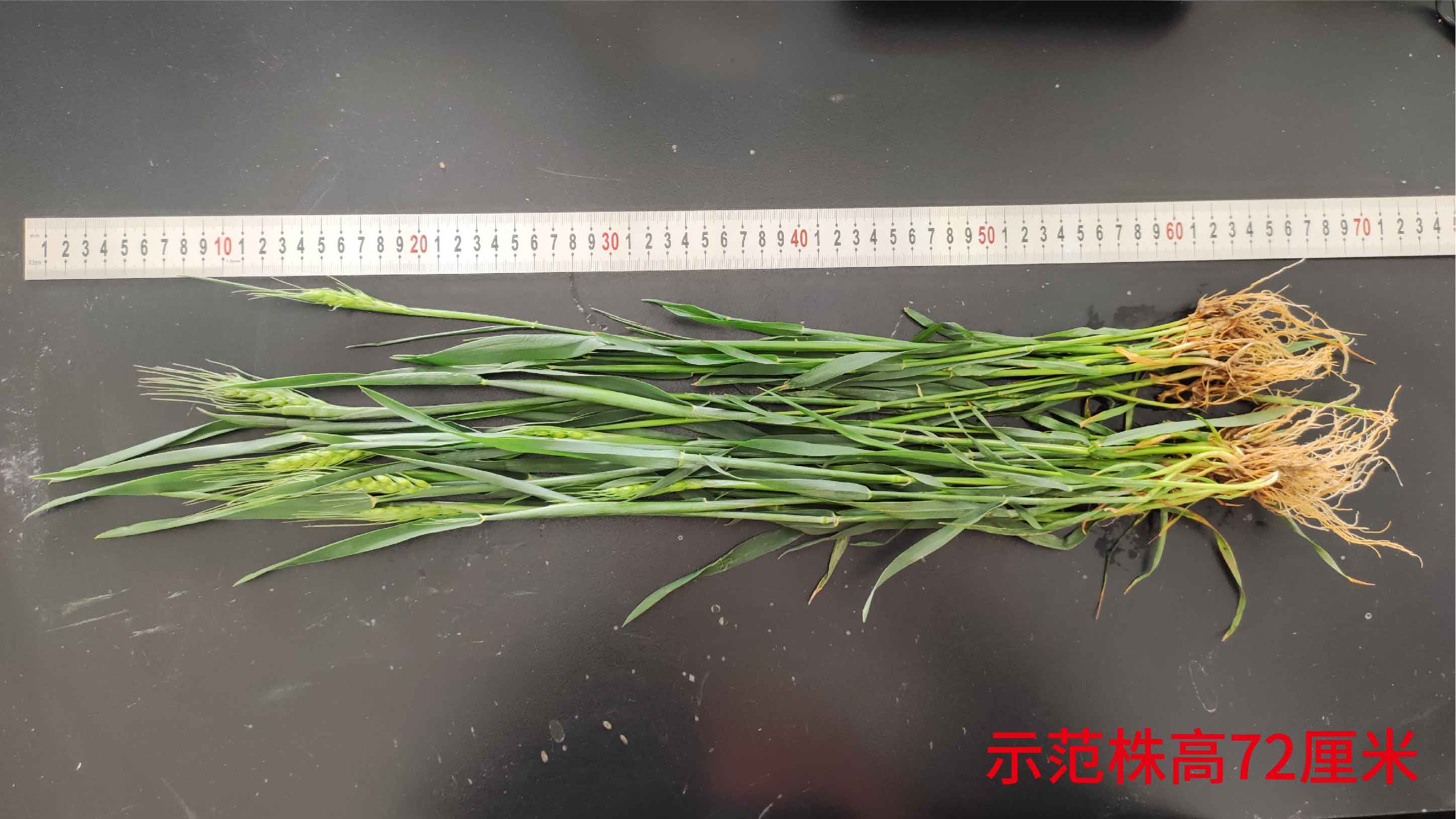 1683615438452114.jpg 示范株高72-01.jpg